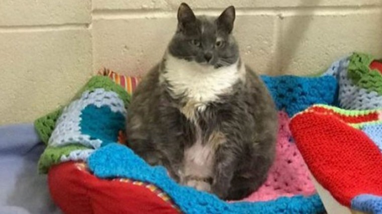 Самая толстая кошка Британии крайне несчастна: От нее отказались в четвертый раз