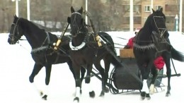 На лихой тройке: В Москве состоялся чемпионат среди лучших наездников