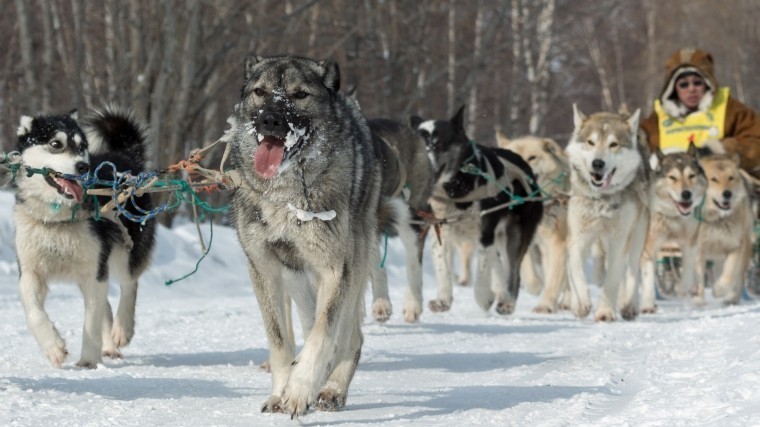 На Камчатке призовой фонд гонок на собаках «Берингия» вырос до 11 миллионов