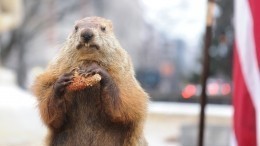Что нужно делать в День сурка, чтобы найти любовь и привлечь деньги