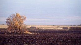 Петербург занял третье место по загрязненности почвы в России