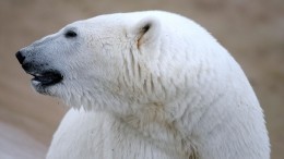 Специалисты WWF объяснили причины нашествия белых медведей на жилые поселки