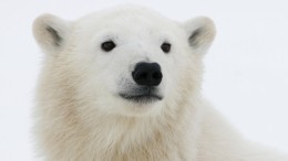 «Впервые за 30 лет!»: Глава Новой Земли о небывалом нашествии белых медведей