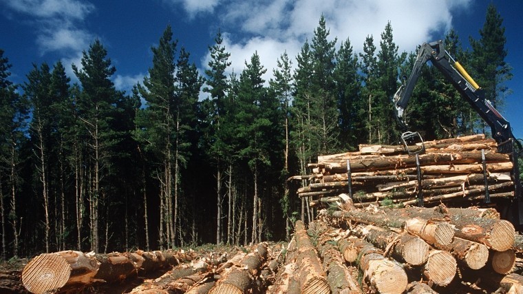 Матвиенко предложила ввести временное эмбарго на вывоз леса из России