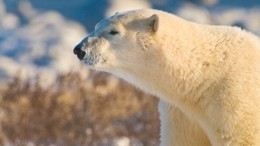 Из-за нашествия белых медведей на Новой Земле введен режим ЧС
