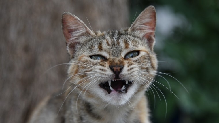 «Армия кошек» по борьбе с грызунами может появиться в США