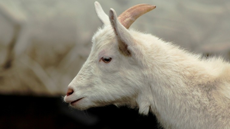 Разгуливающая по «Пулково-2» одинокая коза рассмешила петербуржцев — фото