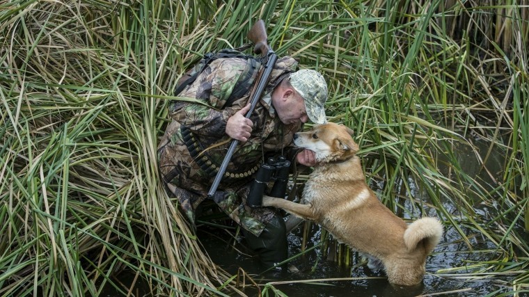 Охотника из Германии подстрелила собственная собака и тот лишился лицензии