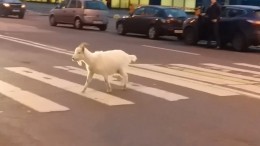 «Коза в большом городе 2»: В Петербурге снова заметили беглянку — видео