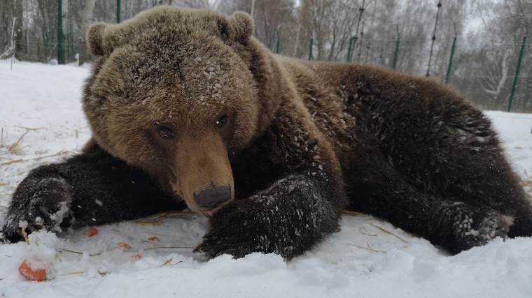 Медведи и бабочки проснулись в регионах Сибири из-за ранней весны — видео
