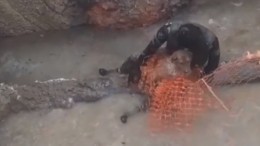 Видео: Слепую собаку вытащили из котлована с ледяной водой