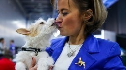 Видео: Обними собачку и лети спокойно — в Москве помогают пассажирам с аэрофобией