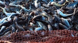 Россия и Украина договорились о ловле рыбы в Азовском море