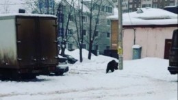 Цирк уехал, медведи остались: труппа «забыла» медвежонка в Ижевске