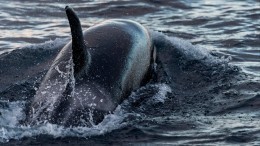 Косаток из «китовой тюрьмы» в Приморье пока не будут выпускать на волю