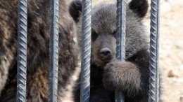 Двух голодных и грязных медвежат нашли на заброшенной АЗС в Дагестане — видео