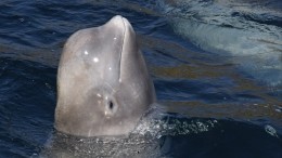 Генпрокуратура: Условия содержания животных в «китовой тюрьме» приемлемые