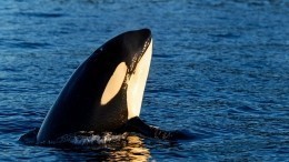 Тайны «китовой тюрьмы»: Специалисты нашли признаки тяжелых заболеваний у белух