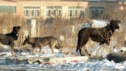 Видео: якутские зоозащитники объявили «войну» депутатам