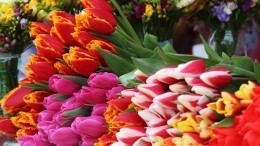 Видео: Прекрасным пассажиркам в Пулково вручили цветы