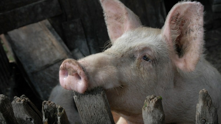 Сотни свиней погибли на пожаре в Свердловской области