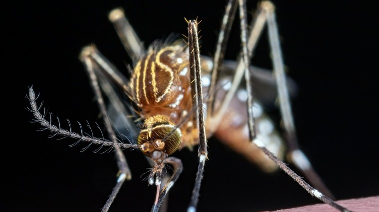 Неожиданное открытие: дабстеп эффективен в борьбе с комарами