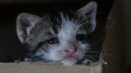 Видео: Зоозащитники обнаружили более 60 кошек в квартире пожилого москвича