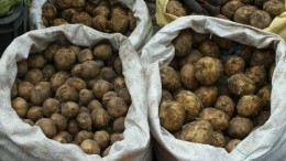 На Украине придумали новый способ посадки картошки