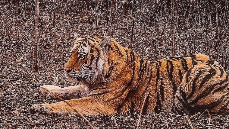 Национальный парк, где живут амурские тигры, горит в Хабаровском крае
