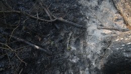 Аномально ранняя весна спровоцировала природные пожары в российских регионах