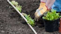 «Нельзя перерабатывать!»: Советы врача огородникам в преддверии дачного сезона