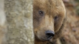 Медведь взобрался на дерево в центре города в Оренбургской области — видео