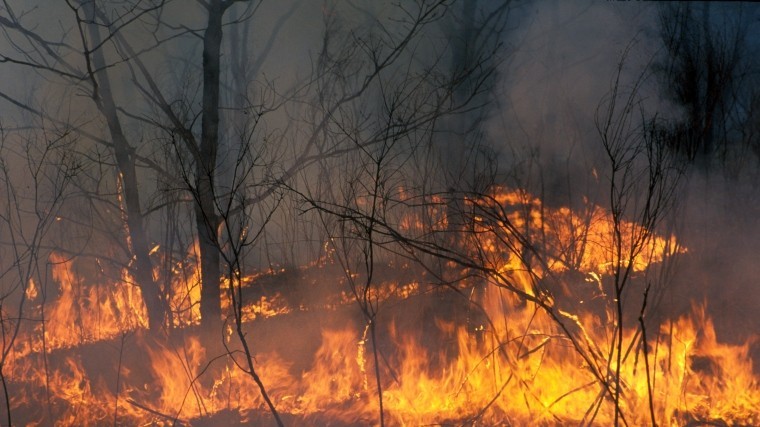 Пожары в Забайкалье нанесли серьезный урон животноводам края