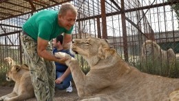 Африканские кошки едва не передрались в сафари-парке «Тайган» в Крыму — видео