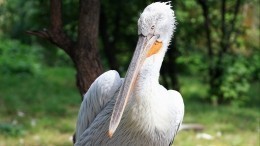 Видео: Девять кудрявых пеликанов выпустили на волю на Алтае