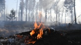 Природные пожары угрожают заповедникам Сибири и Дальнего Востока