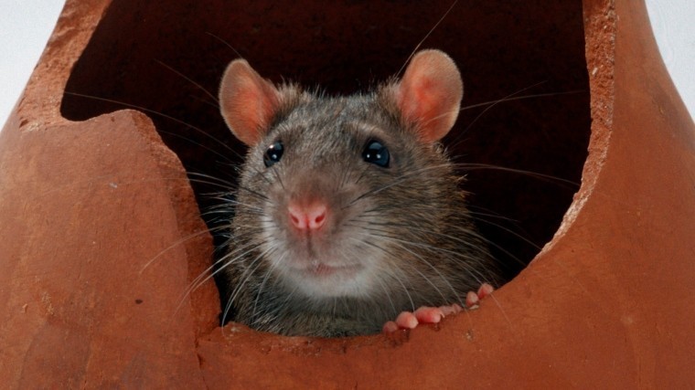 В Петербурге расследуют историю маленькой девочки, которая жила в квартире с крысами
