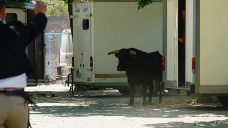 Фото: бык атаковал зрителей перед корридой во Франции