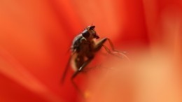 Видеолайфхак: как избавиться от насекомых на даче