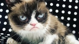Умерла «самая сердитая» кошка-мем Grumpy cat