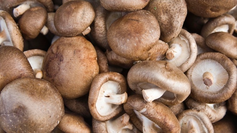 Ученые открыли неожиданное влияние грибов шиитаке на здоровье человека