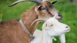 Козы большого города — рогатые спасают Нью-Йорк