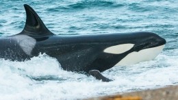 «Моя собственность» — владелец животных «китовой тюрьмы» не намерен их выпускать
