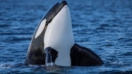 Стоимость животных из «китовой тюрьмы» может доходить до трех миллиардов рублей