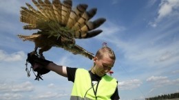 Видео: Зачем в аэропорту орнитологическая служба и как она работает