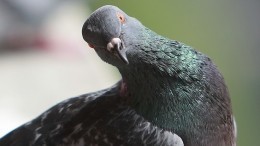 Скрытая опасность: на что себя обрекают люди, кормящие в парках голубей