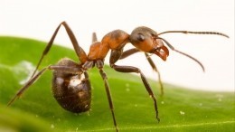 Как навсегда избавиться от муравьев в доме