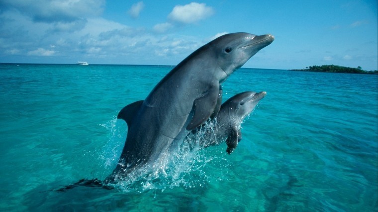 23 июля — Всемирный день китов и дельфинов