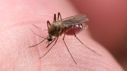 Как избавиться от комаров — полезный лайфхак