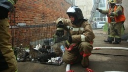 Пожарные спасли три сотни кошек на Васильевском острове в Петербурге — видео